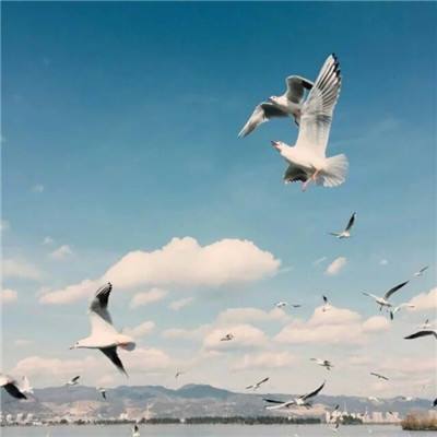 8188www威尼斯app下载截图